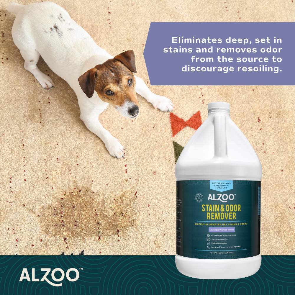 A small dog on a carpet with a visible stain, alongside the ALZOO Enzyme-Based Stain & Odor Remover - Lavender Vanilla