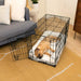 A small dog rests comfortably inside a black wire crate with a plush white lining from the Paw Upgrade Your Dog Crate Kit - Polar White