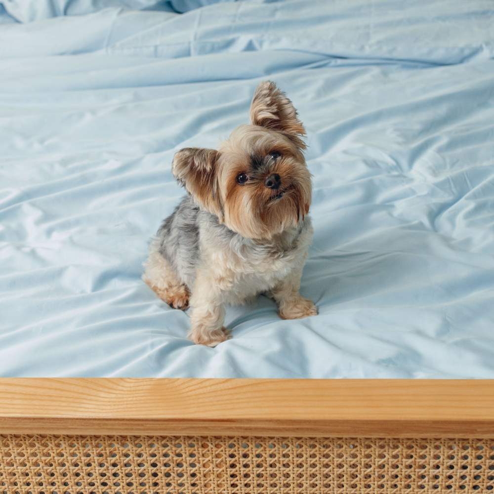 A small dog sits on a bed covered with the Paw PupSheets™ Hair Resistant, Antimicrobial, & Cooling Duvet Cover and Sham Set - Sky Blue