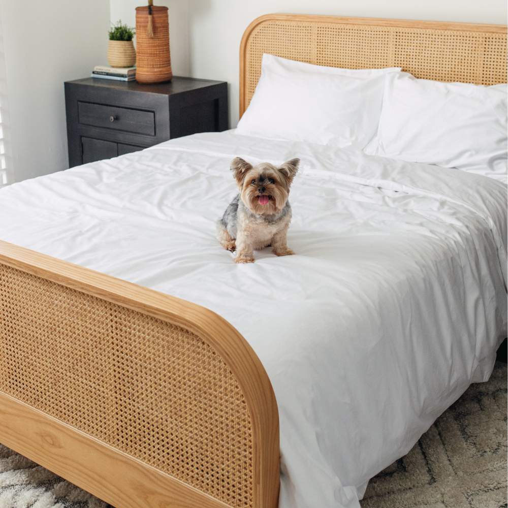 A small dog sitting on a bed with a woven headboard, enjoying the comfort of the Paw PupSheets™ Hair Resistant, Antimicrobial, & Cooling Duvet Cover and Sheet Set Bundle - White