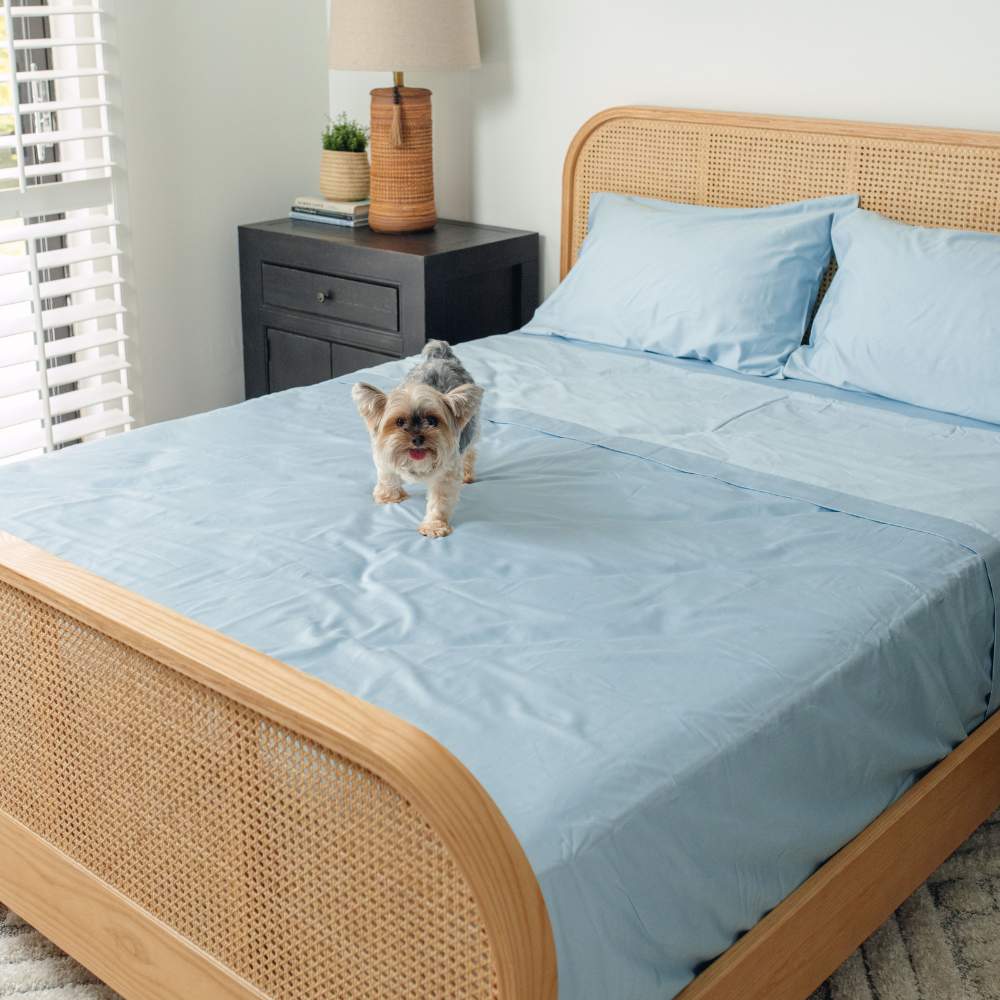 A small dog standing on a bed with light blue sheets, featuring the Paw PupSheets™ Hair Resistant, Antimicrobial, & Cooling Bed Sheet Set - Sky Blue