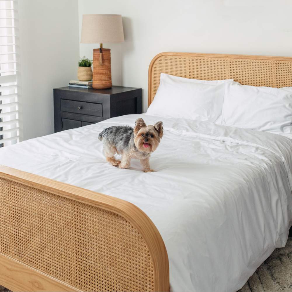 A small dog stands on a bed covered with the Paw PupSheets™ Hair Resistant, Antimicrobial, & Cooling Duvet Cover and Sham Set - White