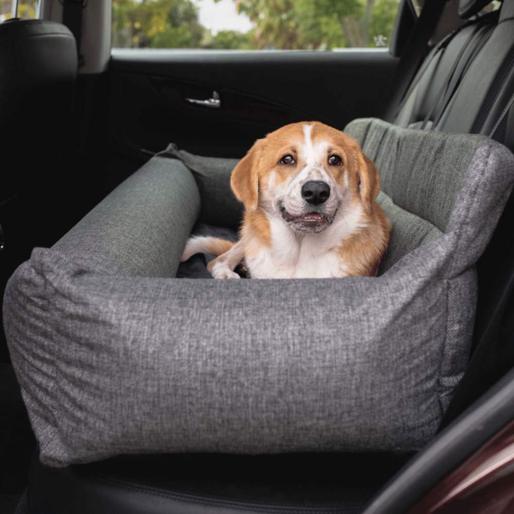 A small grey and white dog with big ears is sitting in the back seat of a car on a Paw PupProtector™ Memory Foam Dog Car Bed - Full Back Seat