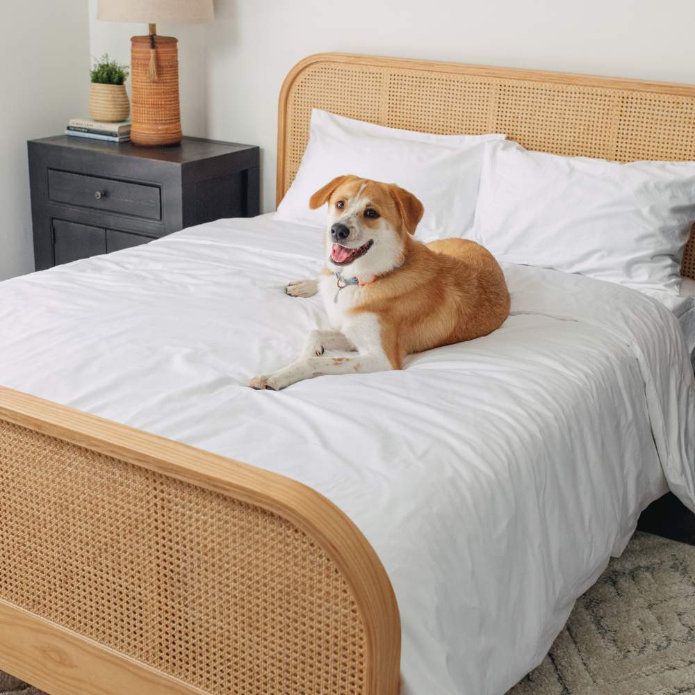 A smiling dog sitting on a bed with white bedding, highlighting the Paw PupSheets™ Hair Resistant, Antimicrobial, & Cooling Duvet Cover and Sheet Set Bundle - White
