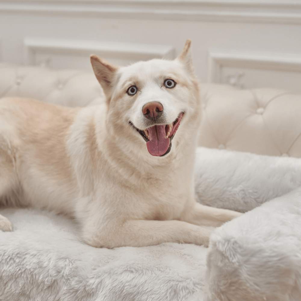 A smiling husky is relaxing on the Paw PupProtector™ Waterproof Couch Lounger - Polar White on a light-colored couch