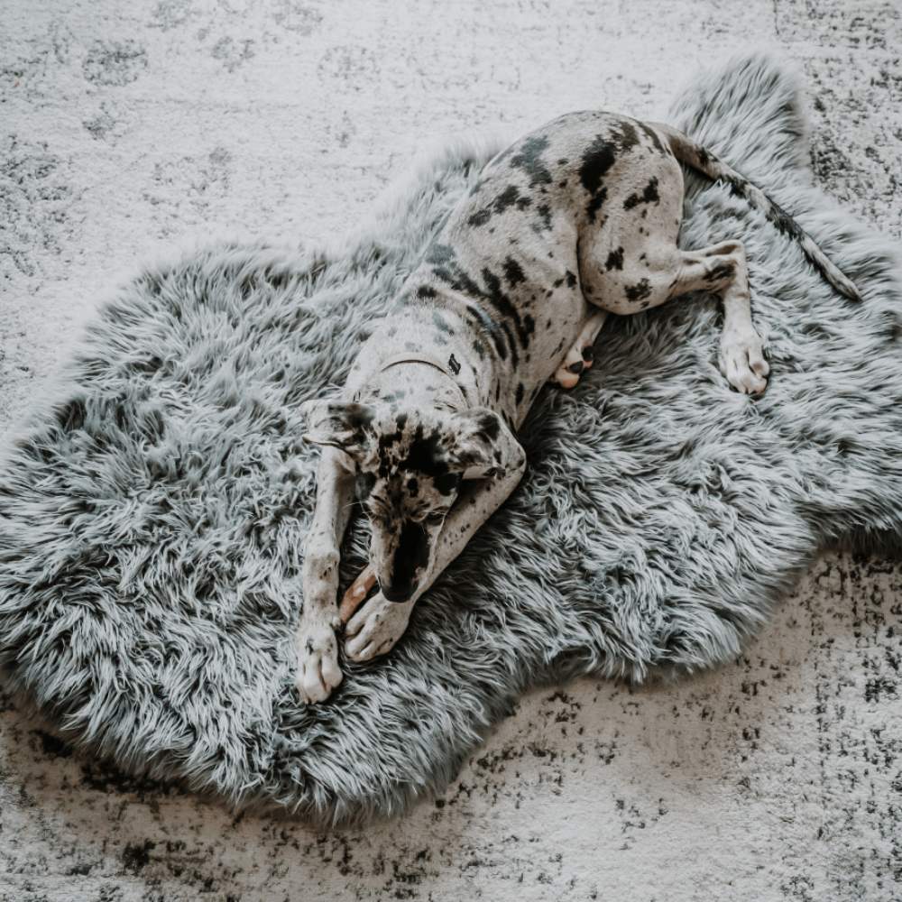A spotted dog is lying on the Curve Charcoal Grey Paw PupRug Faux Fur Orthopedic Dog Bed, visible through plant leaves in a cozy indoor setting