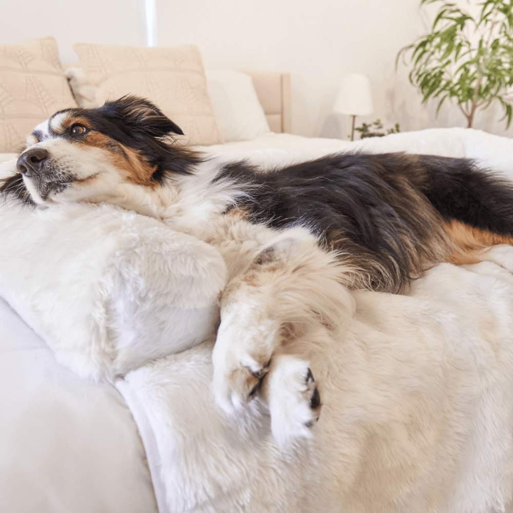 A tricolor dog is lying comfortably on the Paw PupProtector™ Waterproof Couch Lounger - Polar White on a bed