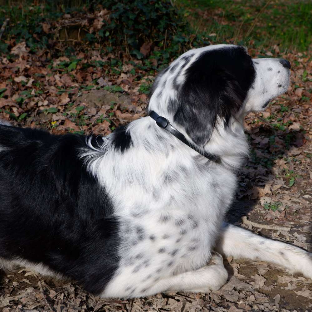 A white and black dog wearing the ALZOO Plant-Based Mobility Collar for Dogs while lying on the ground