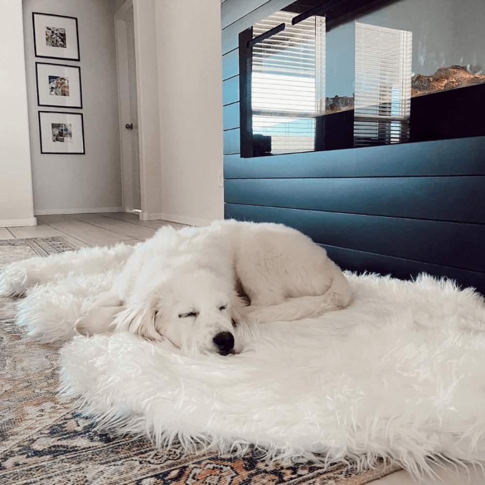 A white dog is sleeping peacefully on the Curve Polar White Paw PupRug Faux Fur Orthopedic Dog Bed in a modern hallway