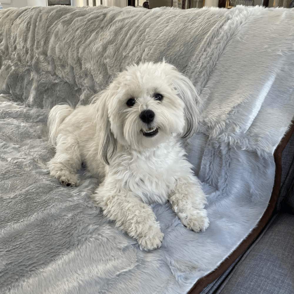 A white fluffy dog sitting on a grey blanket, identified as the Paw PupProtector™ Short Fur Waterproof Throw Blanket - Grey, placed on a couch