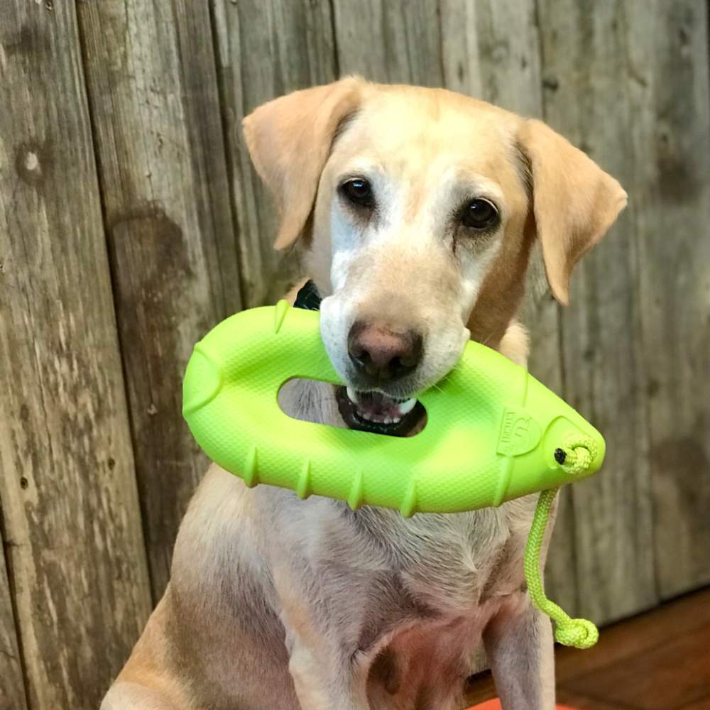 A yellow labrador retriever sits with a green WetMutt Dog Toy - Buoy in its mouth against a wooden background