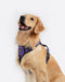 Bella & Pal Smart Pro No Pull Dog Harness French Violet Actual
