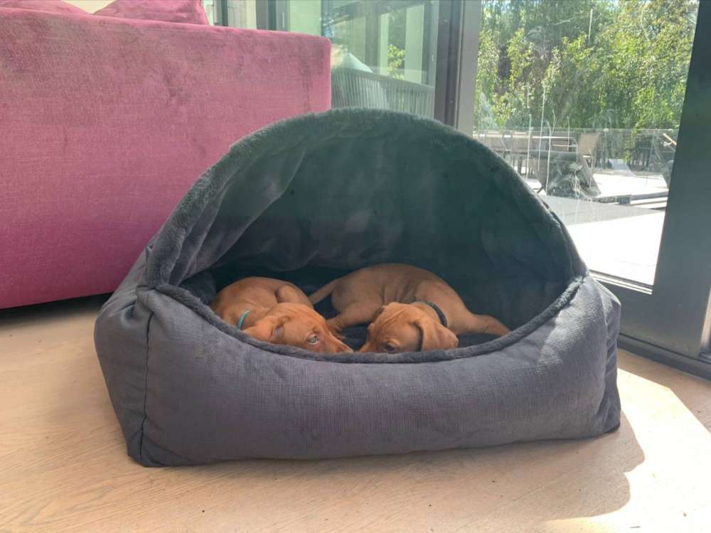 Bowsers Canopy Dog Bed is a dark gray covered dog bed with two small brown dogs curled up together inside near a sunny glass door