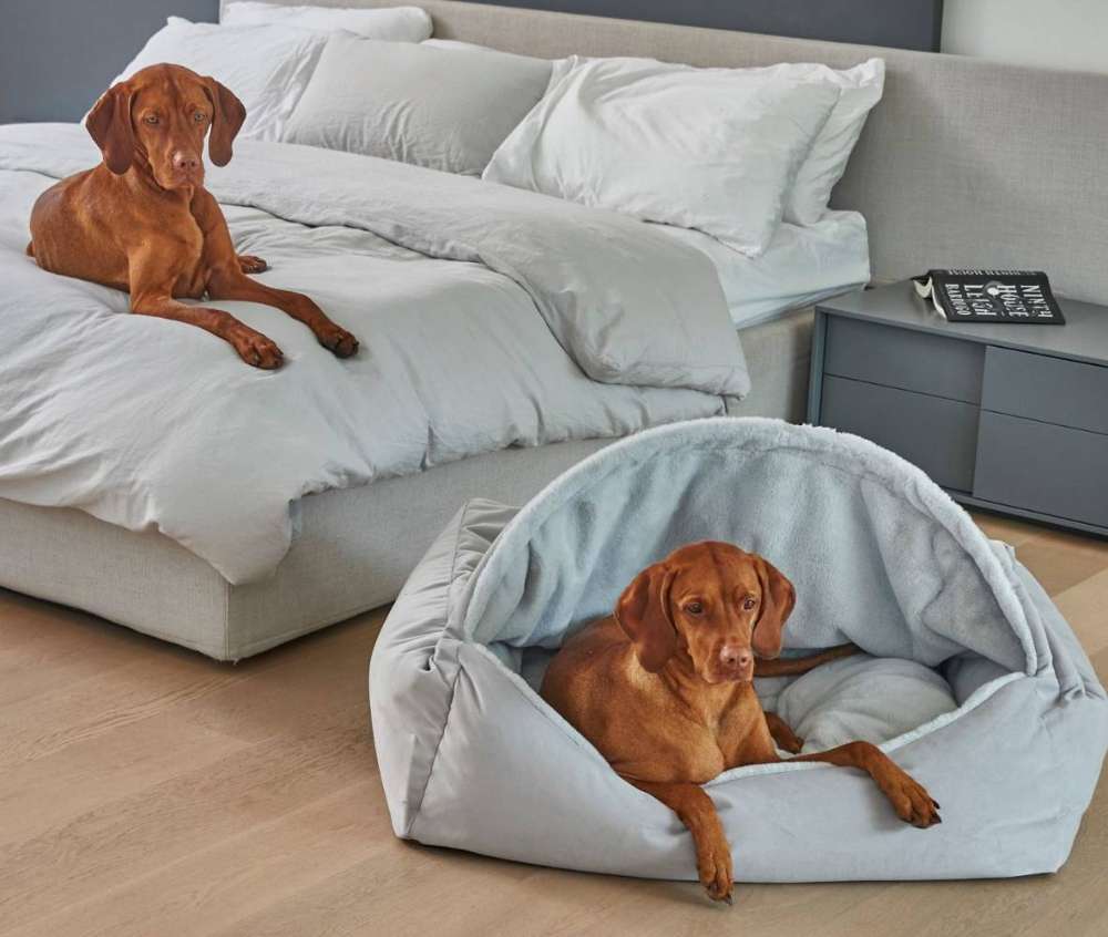 Bowsers Canopy Dog Bed is shown in light gray on a bedroom floor, with one brown dog resting inside and another brown dog lying on the bed behind it