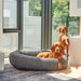 Bowsers Donut Dog Bed - Couture Collection is a soft gray round dog bed placed by tall windows, with one brown dog lying inside and another standing nearby in the sunlight