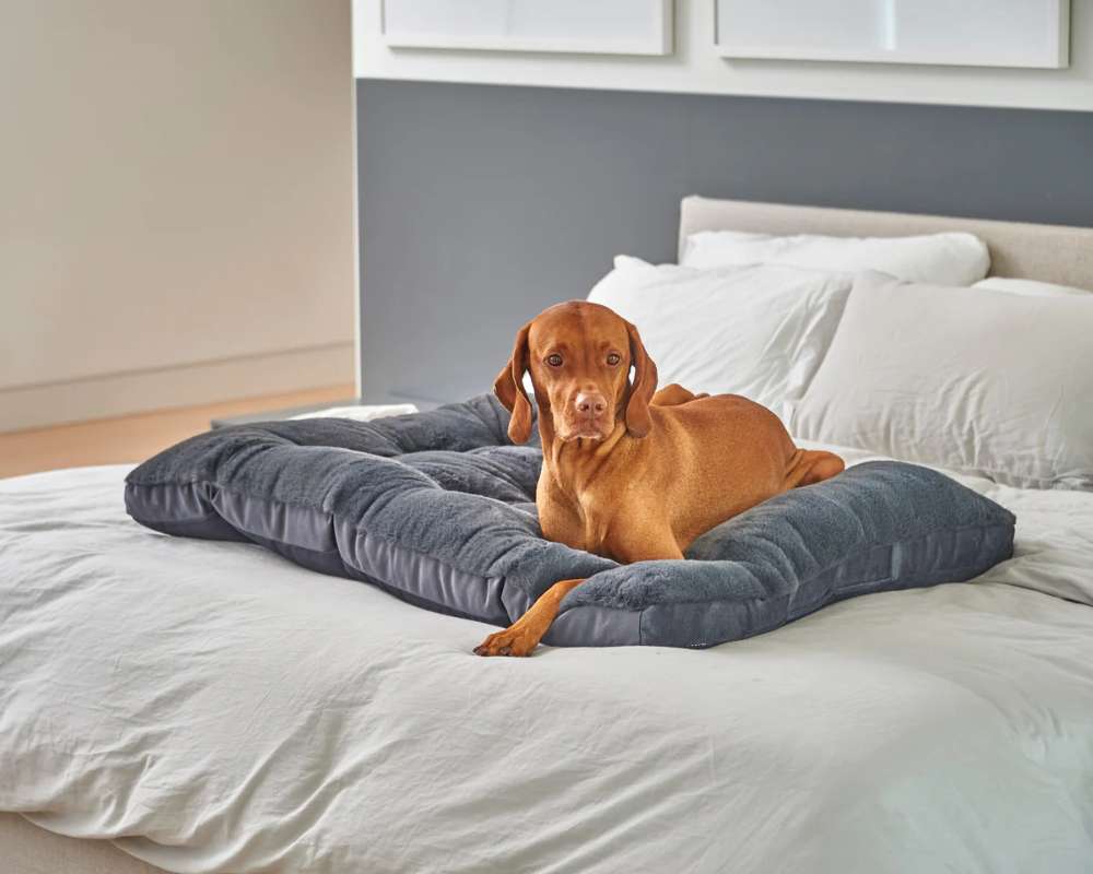 Bowsers Dream Futon Dog Bed is placed on a bed while a brown dog lies comfortably on top of it