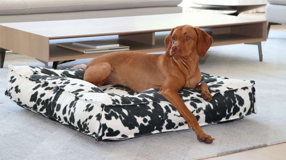 Bowsers Piazza Dog Bed features a brown dog lounging on a black-and-white patterned bed in a modern living room