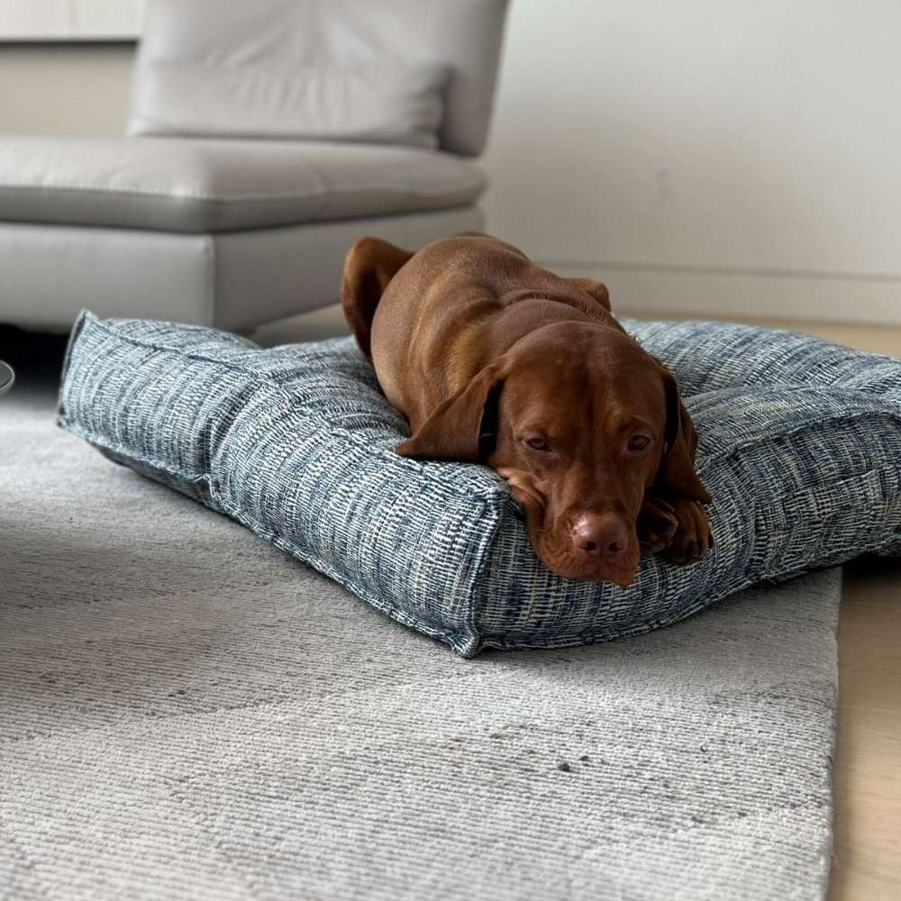 Bowsers Piazza Dog Bed features a brown puppy lying comfortably on a blue textured cushion inside a bright living room