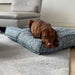 Bowsers Piazza Dog Bed features a brown puppy lying comfortably on a blue textured cushion inside a bright living room