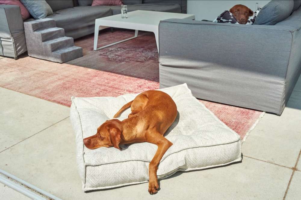 Bowsers Piazza Dog Bed shows a brown dog relaxing on a plush cream bed in a modern outdoor patio setting