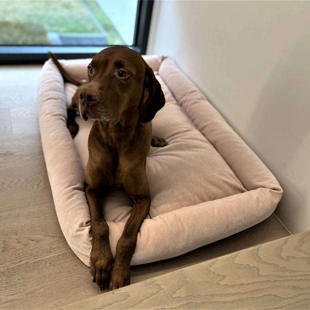 Brown dog relaxes comfortably on the blush-colored Bowsers Tango Multi Dog Bed with raised cushioned sides