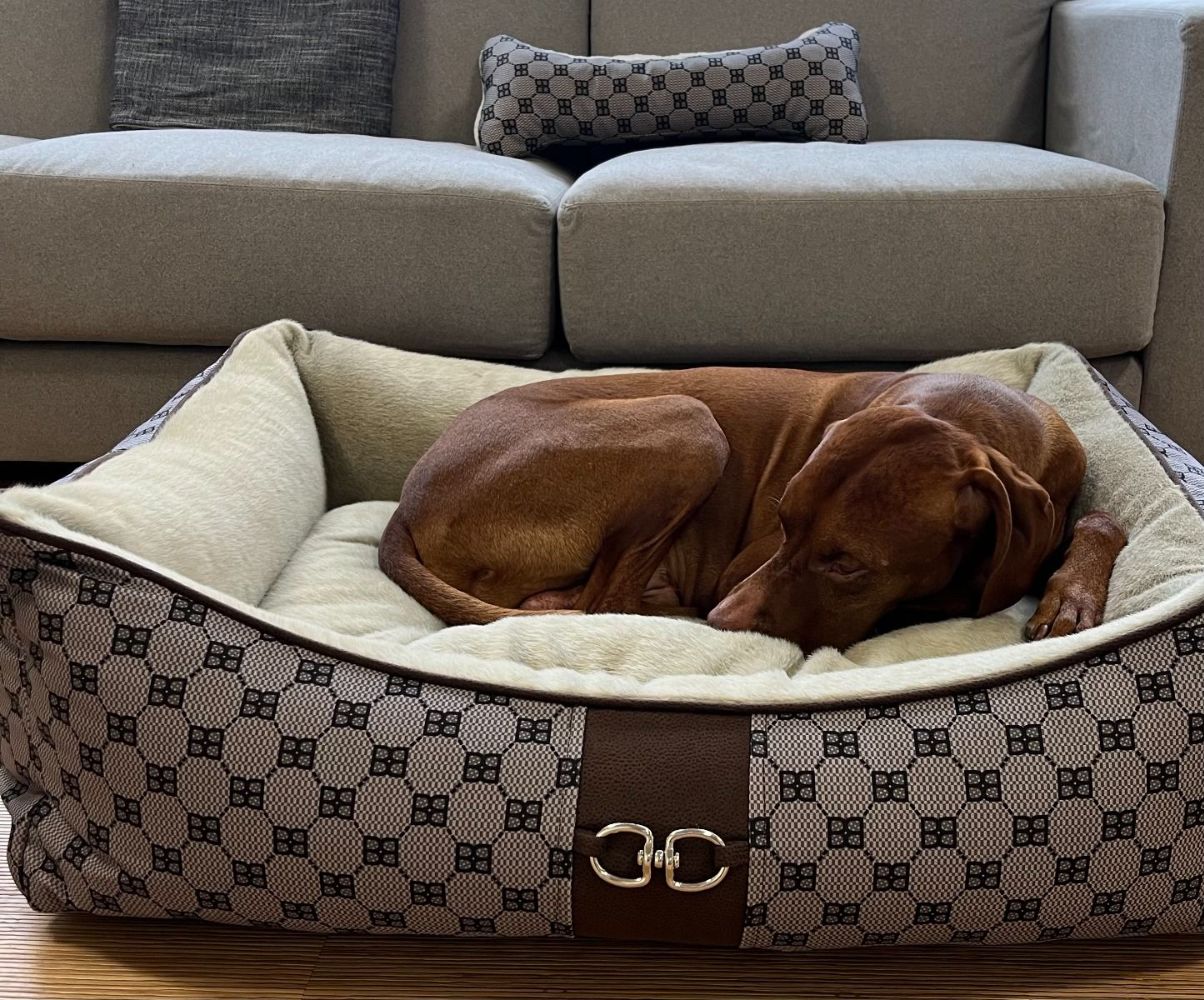 Bowsers The Signature Scoop Bed Cute Dog Beds