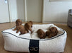 Bowsers The Signature Scoop Best Dog Beds For Puppies