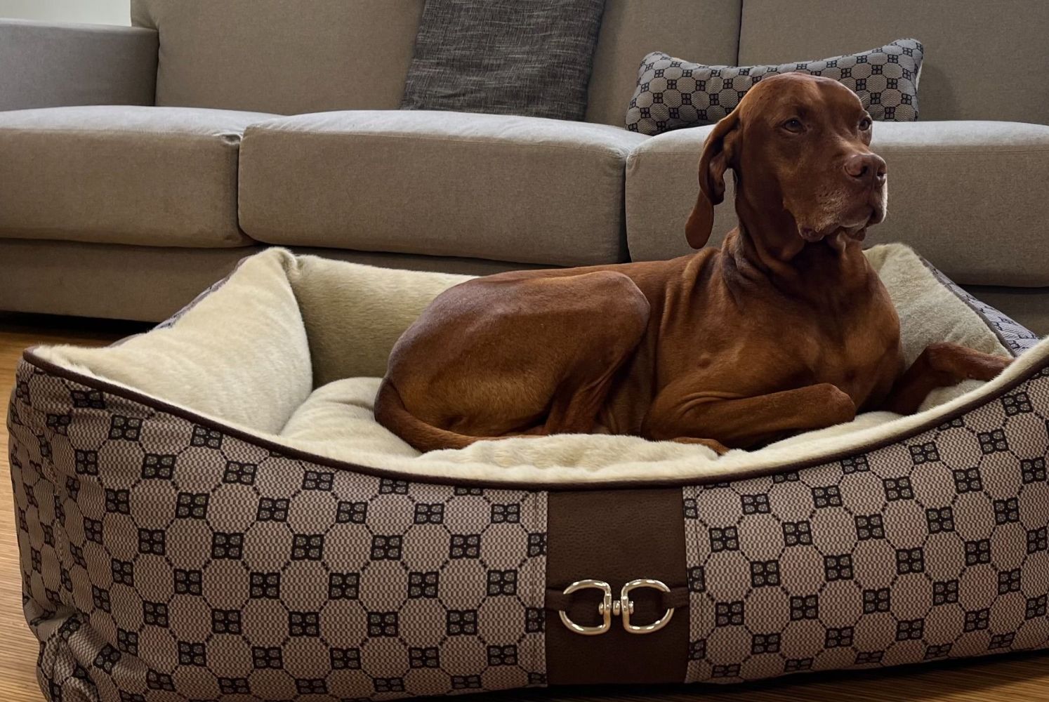 Bowsers The Signature Scoop Pet Bed