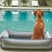 Bowsers Urban Lounger Dog Bed - Couture Collection Doggie Bed