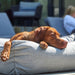 Bowsers Urban Lounger Dog Bed - Couture Collection Doggy Bed