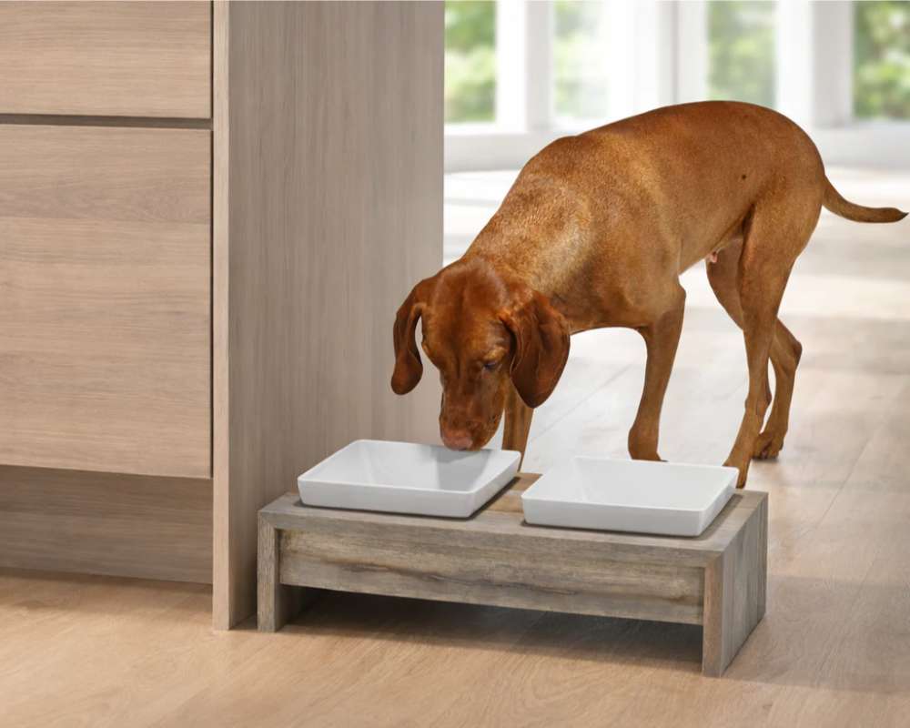 Brown dog drinks from the raised bowls of Bowsers Fossil Artisan Wood Feeder Double beside a modern kitchen cabinet