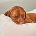 Brown dog is peacefully sleeping with its head resting on a soft cushion, representing comfort like Bowsers One Of A Kind Scoop Dog Bed