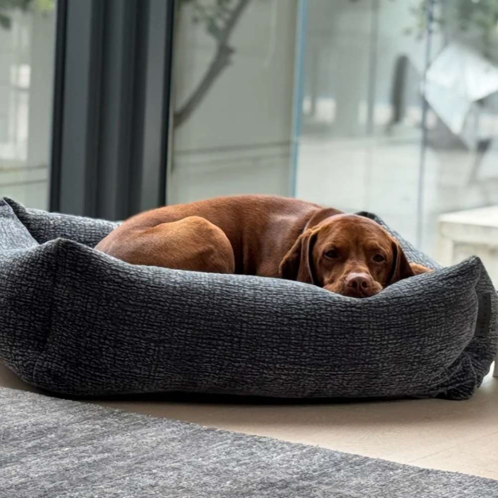 Brown dog lies curled up in a dark gray cushion-style bed by a large window, resting comfortably on Bowsers The Franklin Dog Bed