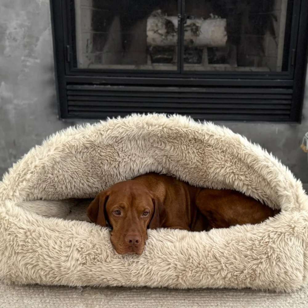 Brown dog lies tucked under the cream shaggy canopy of Bowsers Canopy Cozy Dog Bed in front of a fireplace