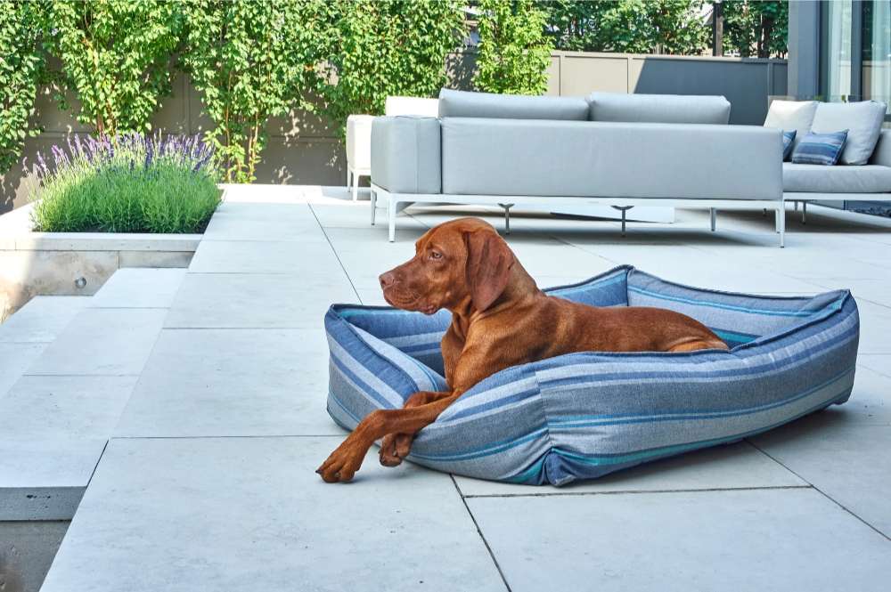 Brown dog lounges comfortably in a striped blue Bowsers Outdoor Urban Lounger Dog Bed on a spacious backyard patio with modern outdoor seating