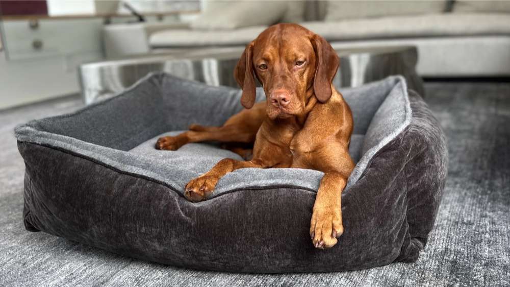 Brown dog lounges comfortably in plush gray Bowsers B Lounge Dog Bed with raised sides for extra support