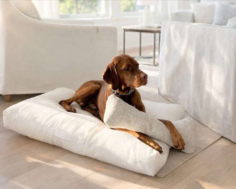 Brown dog lounges on the removable cover beside the cushioned insert of Bowsers Avenue Dog Bed in a cozy home setting