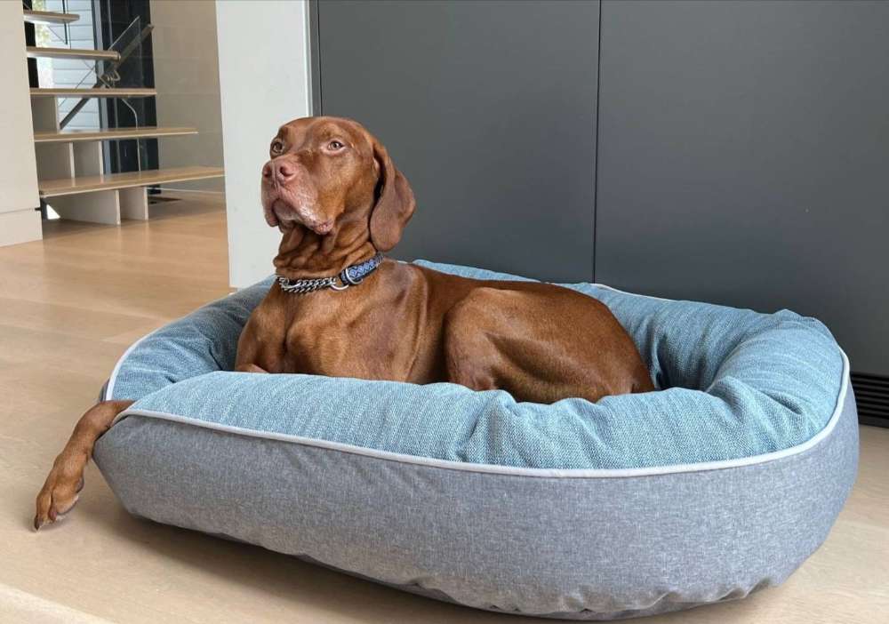 Brown dog lounges proudly in a soft blue and gray Bowsers Ovie Dog Bed inside a modern home