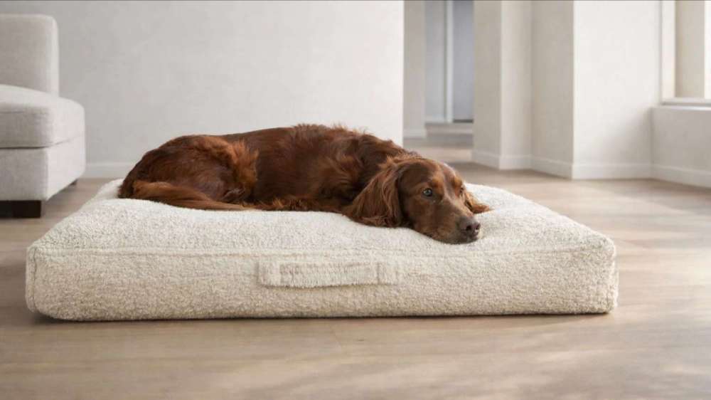 Brown dog relaxes comfortably on a cream-colored Bowsers Avenue Dog Bed in a bright modern living room