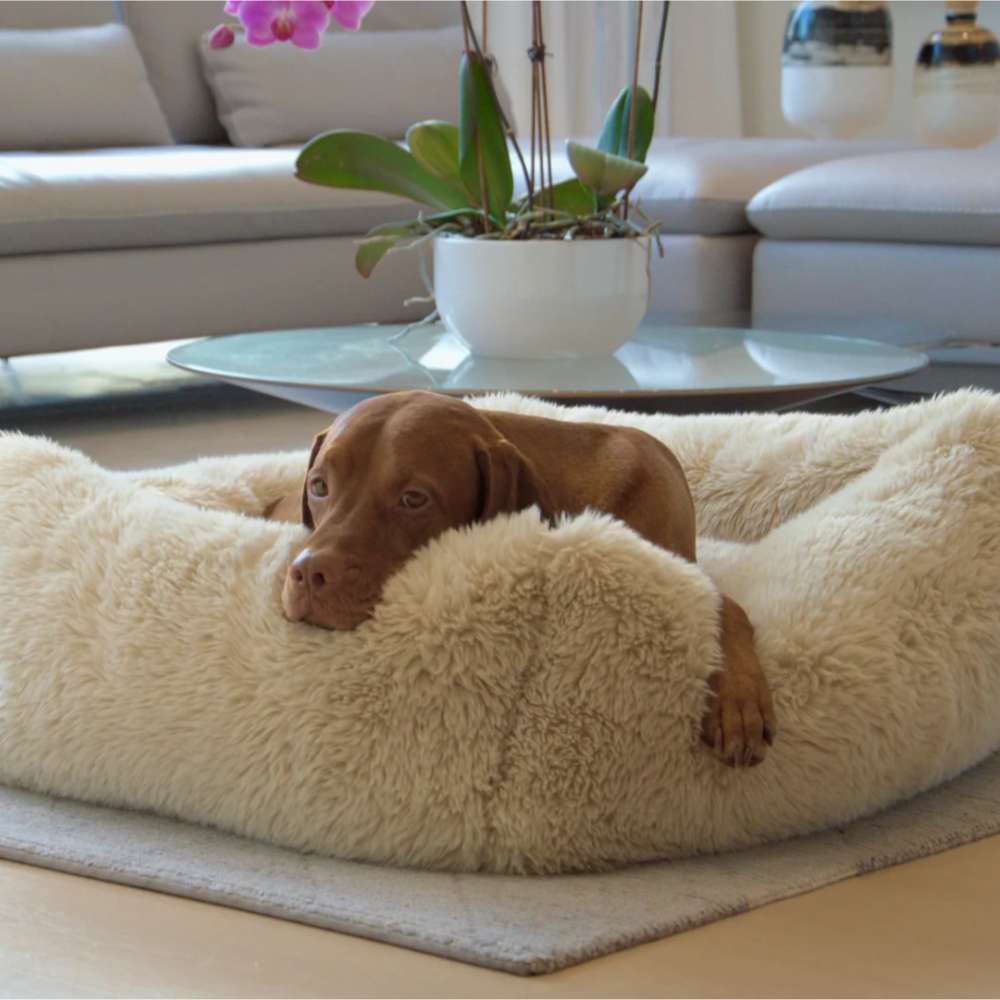 Brown dog relaxes in a soft, fluffy cream-colored bed in a bright living room, sinking into the plush comfort of Bowsers The Franklin Dog Bed