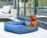 Brown dog relaxes on a bright blue Bowsers Outdoor Urban Lounger Dog Bed beside a modern outdoor patio with white furniture and large glass windows