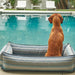 Brown dog sits facing a swimming pool while resting inside a striped Bowsers Outdoor Urban Lounger Dog Bed on a poolside patio