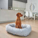 Brown dog sits upright inside a soft white Bowsers Donut Dog Bed - Diamond Collection in a bright modern kitchen and dining area