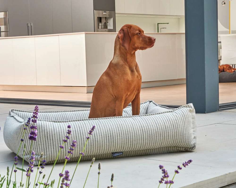 Brown dog sits upright inside a striped Bowsers Urban Lounger Dog Bed on an outdoor patio with lavender flowers in the foreground