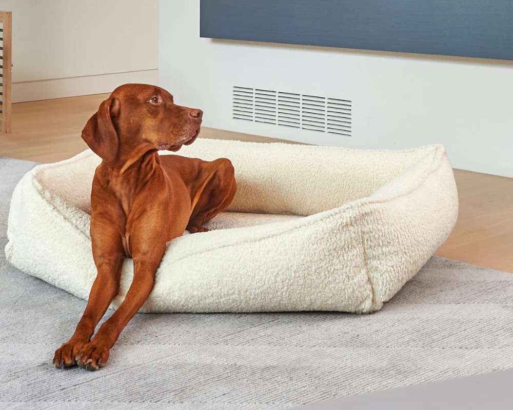 Brown dog stretches its front legs over the edge of a soft cream-colored Bowsers Urban Lounger Dog Bed beside a floor vent indoors