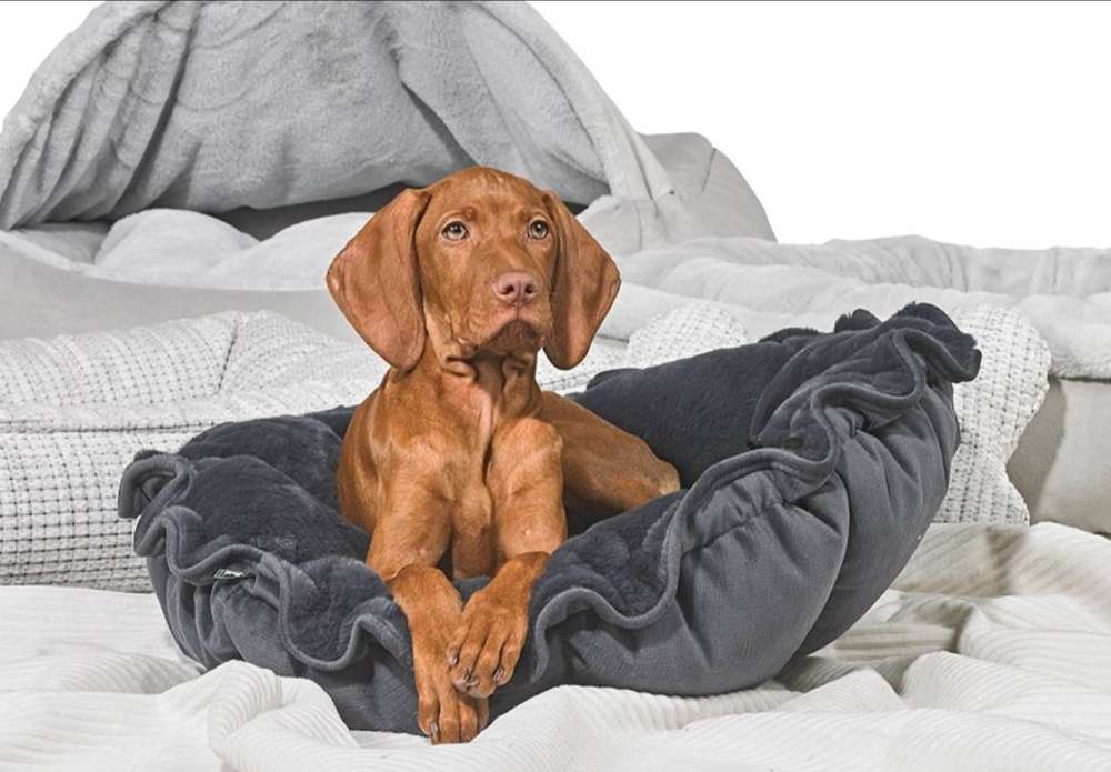 Brown puppy sits upright in a soft gray Bowsers Buttercup Dog Bed placed on a cozy bed with blankets in the background