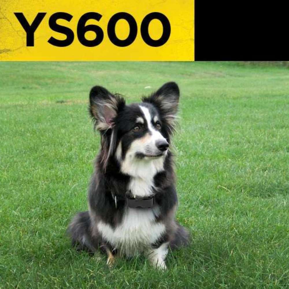 Calm dog sits on grass wearing Dogtra YS600 No Bark Dog Collar, showing a secure and comfortable fit
