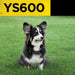Calm dog sits on grass wearing Dogtra YS600 No Bark Dog Collar, showing a secure and comfortable fit