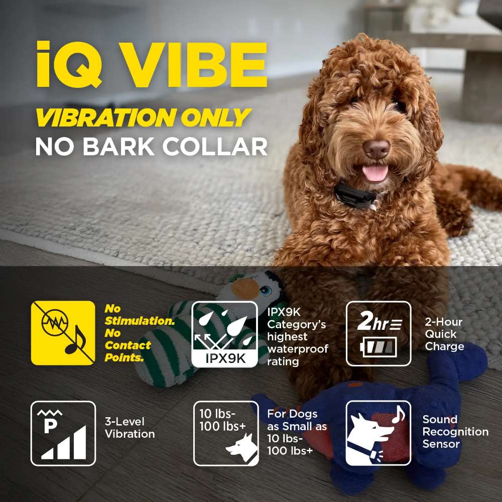 Curly-haired dog relaxes indoors wearing Dogtra iQ VIBE Dog Bark Control Collar, shown as a vibration-only, no-contact bark control device