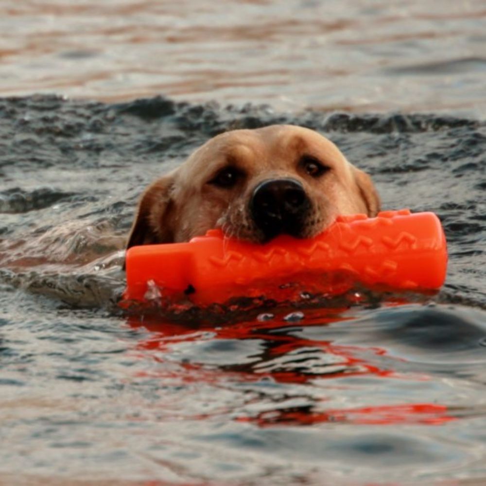 Dog Swimming Holding D.T. Systems Orange Training Dummy
